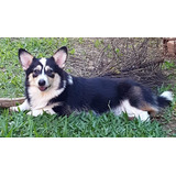 Welsh Corgi  - Fêmea Tricolor Adulta Com Pedigree Cbkc!