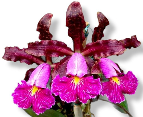 Touceira De Orquídea Cattleya Schileriana Adulta Já Florindo