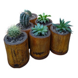 Cactus Y Suculentas Pack X6 Unidades