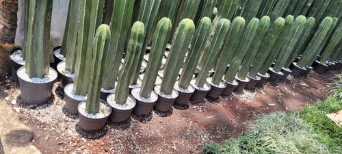 Cactus Órgano 50 A 60 Cm Paquete 4 Piezas Mercadoenvios 