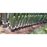 Cactus Órgano 50 A 60 Cm Paquete 4 Piezas Mercadoenvios 