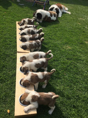 Cachorros San Bernardos Pelo Largo 100% Puros