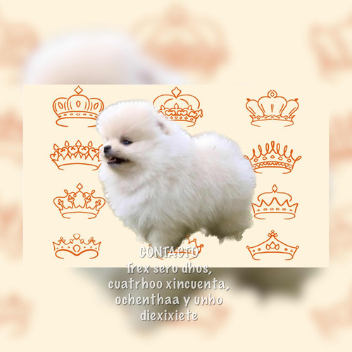 Pomerania Care Osos Tipo Rusos De Excelente Genética