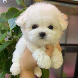 Bichon Frise Peludos 