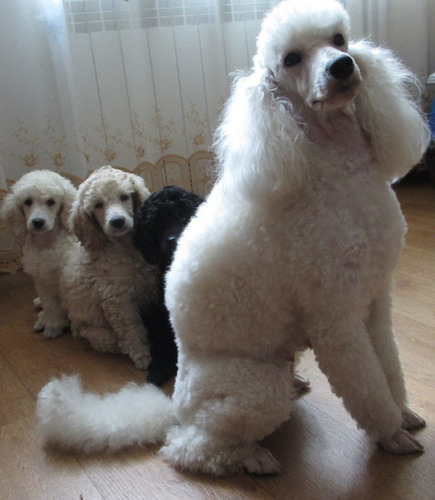 Espléndidopoodle Calidad Poodles Exclusivos