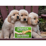 Golden Retriever Puros 100% Desparasitados Y Vacunados