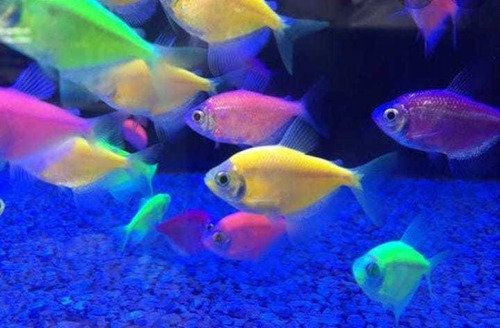 10 Peixe Tetra Glofish Florescente Néon, Melhor Preço Do Rio