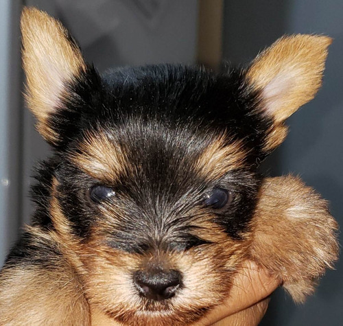 Yorkshire Terrier Mini Machito