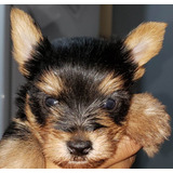 Yorkshire Terrier Mini Machito