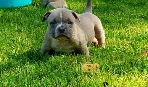 Filhote American Bully