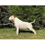 Bull Terrier Top Pedigre990577309