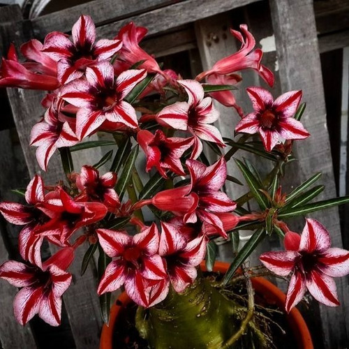  Adenium Rosa Del Desierto Caterina