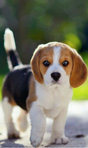 Beagle Cachorros Súper Lindos