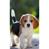 Beagle Cachorros Súper Lindos