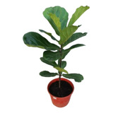 Ficus Pandurata O Lirata