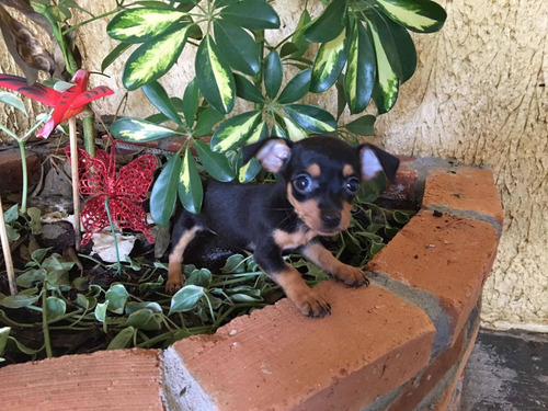 Pinscher N 0 Filhotes (não Enviamos Para Outro Estado)