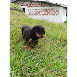 Cachorros Rotweiler En Venta Bogota Medellín Cali