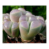 Semillas De Suculenta Lithops Olivacea Planta Piedra