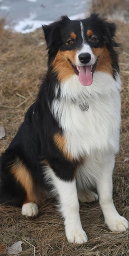 Cachorro Australian Sheperd Dog Pastor Ovejero Cachorritos