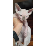 Hembra Sphynx Excelente Calidad