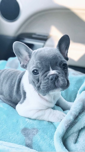 Cachorros Bulldog Francés Perros La Estrella Antioquia