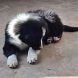 Cachorros Border Collie