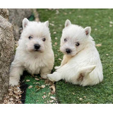 Cachorros West Highland Terrier Excelente Calidad