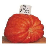 Abobora Gigante Atlantic - 3gs De Sementes - Frutos Gigantes