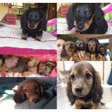 Escasos Y Lindos Cachorros Dachshund Salchicha Pelo Largo