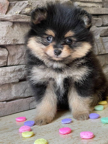 Espectacular Pomerania Hembra Cara De Oso Black And Tan