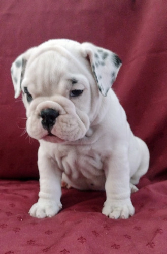 Cachorro Bulldog Ingles 