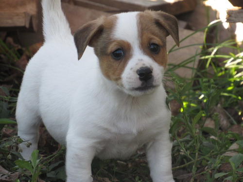 Jack Russell Terrier Machitos Fca ( Seña)