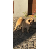 Pug Carlino Servicio De Stud Excelente Pedigre .