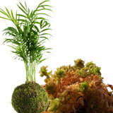 Musgo Sphagnum Para Kokedamas (7 Kilos)