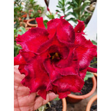 Adenium Rosa Del Desierto Reed Belbel