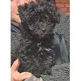 Cachorra Poodle Toy Negro (venta)