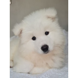 Samoyedos Hembras