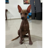 Hermosa Cachorrita Xoloitzcuintle Miniatura, Merida, Yuc