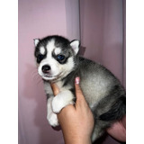 Pomsky Macho De Ojos Azules Disponibles Perros Cachorros