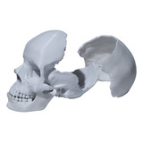 Cráneo Anatómico 3d - Tamaño Real - Human Calavera - Premium