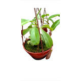 Planta Carnívora/insectivora Nepenthes Alata 