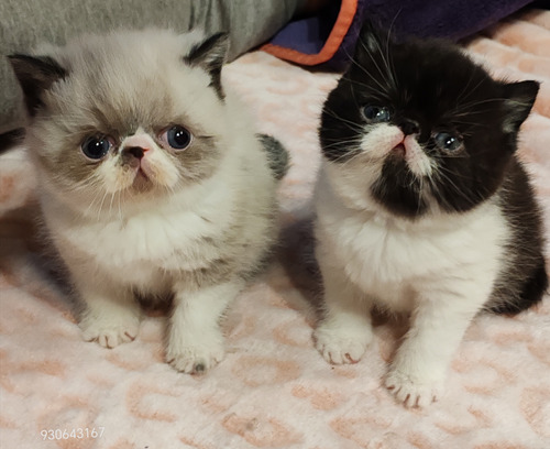 Hermosos Gatitos Persa Machos!!