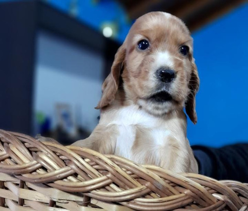 Cachorros Cocker Spaniel Ingles 16