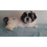 Cachorro Shihtzu Shih Tzu Machito Inscrito Kcc