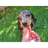 Cachorra Dachshund Mini Lista Entrega