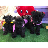 Cachorros Schnauzer Muy Bonitos