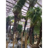 Palmeira  Fênix  (tronco Fino) 2.30cm , Frete Grátis Sp/sp 