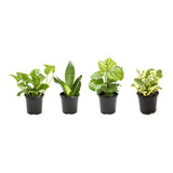 Colección Esencial De Plantas De Interior (4pk) Plantas Viva