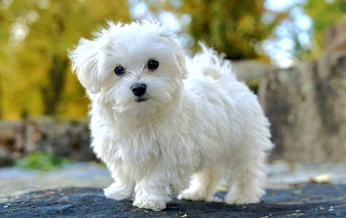 Maltes Maltipoo Mini  Colores Exoticos Vip