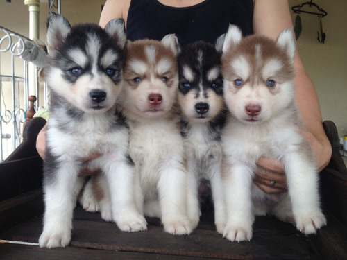 Criadero Imperial Pets Husky Siberiano